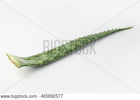 aloe, aloe leaves isolated on white background