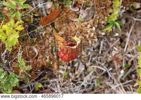 Pitcher Plant In Kejimkujik National Park, Canada. High Quality Photo