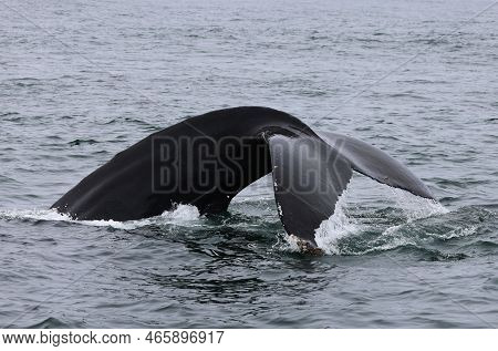 Humpback Whale In The Bay Of Fundy Showing Its Tail Before Diving, Canada. High Quality Photo