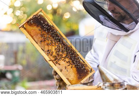 Beekeeper On An Apiary, Beekeeper Is Working With Bees And Beehives On The Apiary, Beekeeping Or Api