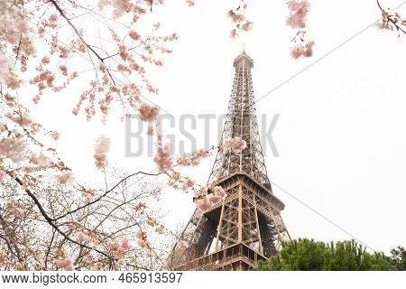 Eiffel Tower With Bloooming Sacura Spring Flowers, Paris, France