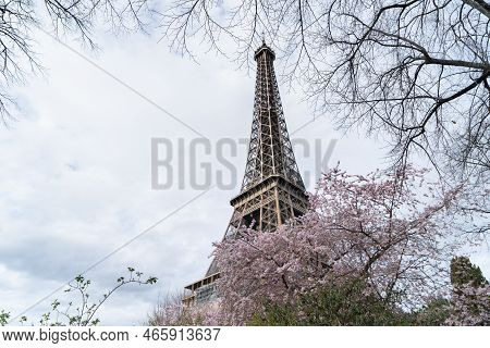 Eiffel Tower With Bloooming Sacura Spring Flowers, Paris, France