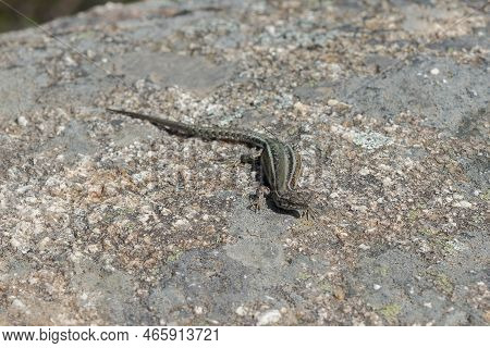 Iberian Wall Lizard, Podarcis Guadarramae, On A Rock. Photo Taken In Guadarrama Mountains National P