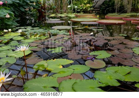 Magic Bright Water Lily Or Lotus Flower Perrys Orange Sunset In Pond. Nymphaea With Water Drops, Ref