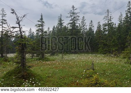 Blooming Peat Bog Under Large Lake In Jesenik Mountains. While Plant Is Eriophorum Vaginatum