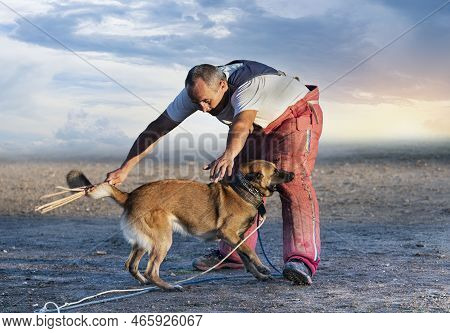 Young Belgian Shepherd Training In The Nature For Security