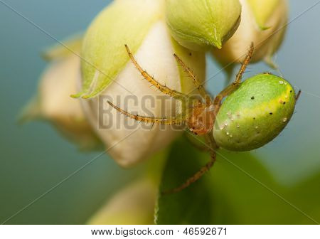 Araniella Cucurbitina