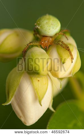 Araniella Cucurbitina