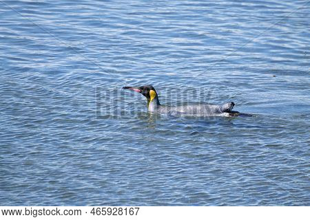 King Penguin On Martillo Island Beach, Ushuaia