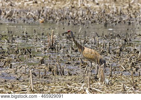 The Sandhill Crane (antigone Canadensis) .this Bird Is One Of Only Two North American Endemic Crane 