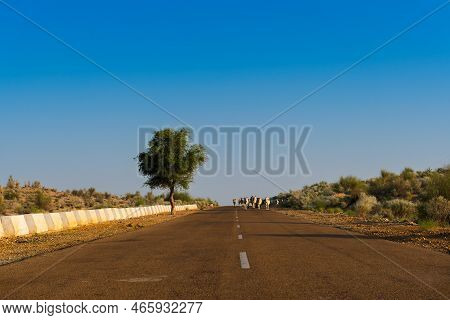 Cows Walking Through High Road Or National High Way Passing Through The Desert. Distant Horizon, Hot