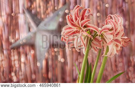 Blooming White And Red Hippeastrum (amaryllis) 