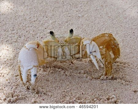 Caranguejo na praia