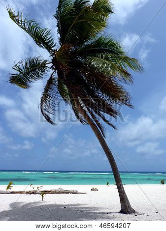 Palmeira na praia branca