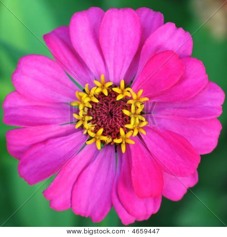 lila Zinnia Blume