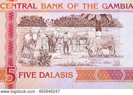 Cattle From Old Gambian Money - Dalasi