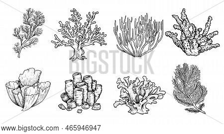 Hand Drawn Sketch Style Various Corals Set. Best For Educational And Nautical Designs. Vector Illust
