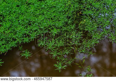 Callitriche Palustris A Marsh Grass. Underwater Plants With Floating Rosettes Or Growing On Wet Mud