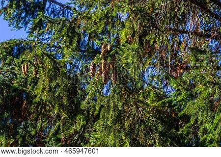 Norway Spruce Branch Against Blue Sky - Latin Name - Picea Abies