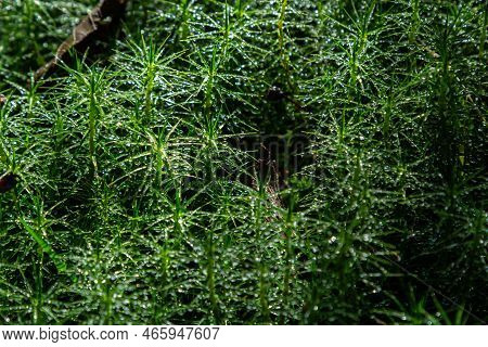 Detail Of The Moss Polytrichum Commune, Also Known As Plonik, Natural Background, Top View, Close-up