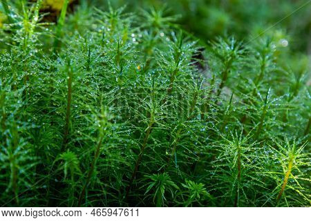 Detail Of The Moss Polytrichum Commune, Also Known As Plonik, Natural Background, Top View, Close-up