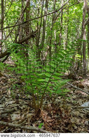 Fern Is A Member Of A Group Of Vascular Plants That Reproduce By Spores And Have Neither Seeds Nor F