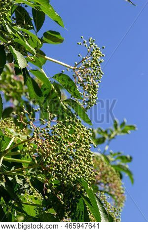 Flower Buds And Leaves Of Black Elderberry Or Sambucus Canadensis, In The Garden