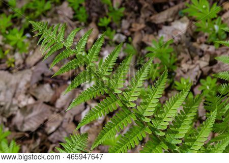 Fern Is A Member Of A Group Of Vascular Plants That Reproduce By Spores And Have Neither Seeds Nor F