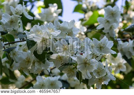 Philadelphus Coronarius Sweet Mock-orange White Flowers In Bloom On Shrub Branches, Flowering Englis