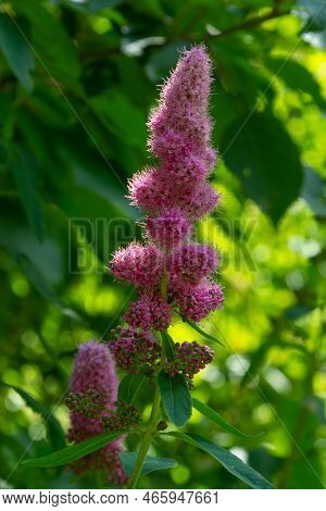 Blossom Of Hardhack Spiraea Douglasii Or Spiraea Salicifolia Or Steeplebush, Douglas' Spirea, Dougla