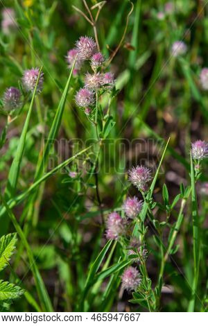 Closeup Of Flowering Rabbitfoot Clover Or Trifolium Arvense In Its On Wild Habitat On A Sunny Day In