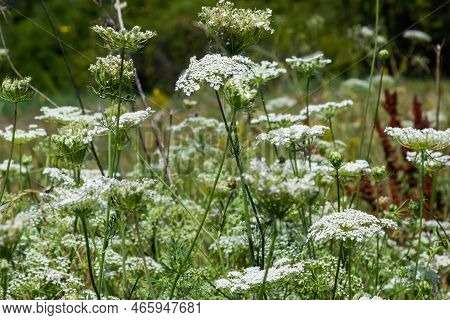 Daucus Carota Inflorescence, Showing Umbellets. White Small Flowers On Garden. Blooming Vegetables I