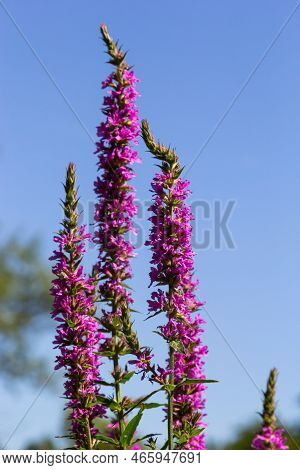 Lythrum Salicaria Pink Flowers, Purple Loosestrife, Spiked Loosestrife, Purple Lythrum On Green Mead