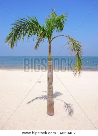 Palmera