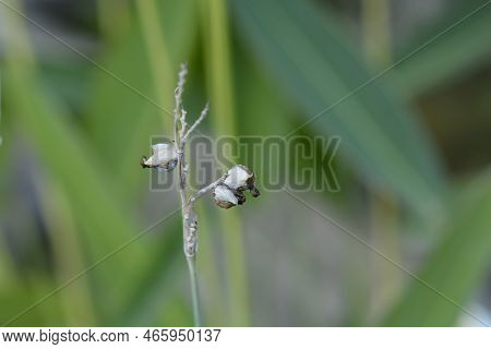 Powdery Alligator-flag Seeds In The Garden In Summer