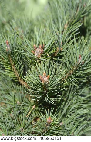 Dwarf Mountain Pine Gnom In The Summer