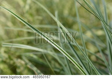 Japanese Sedge Evercream Leaves In The Garden