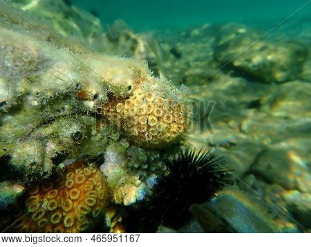 Stony Coral Cushion Coral (cladophora Dalmatica, Former Scientific Name Cladophora Caespitosa) Under