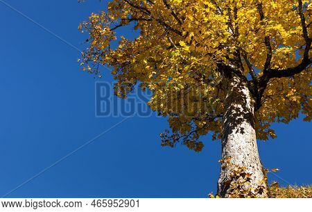 Bright Yellow Tree Leaf Against A Clear Sky. Beautiful Autumn Contrast Of Yellow And Blue Colors. Au