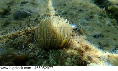 Snakelocks Anemone Or Opelet Anemone (anemonia Viridis) Undersea, Aegean Sea, Greece, Thasos Island