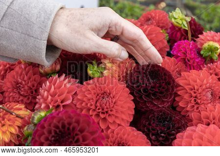 Womans Hand Strokes A Flower Bouquet Of Dahlias