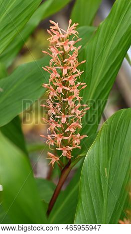 Orange Ornamental Ginger Plant In The Netherlands.