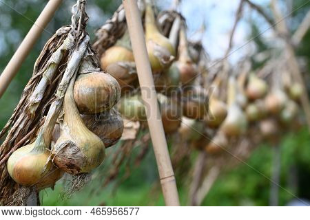 Onions Hanging To Dry In The Vegatble Garden.
