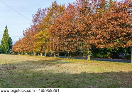Autumn Trees Line A Streeet In Seatac, Washington.