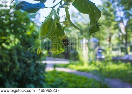 Close Up Of The Clusters Of Blooming Flowers Of Common Life Tilia X Europaea, Also Known As Linden, 