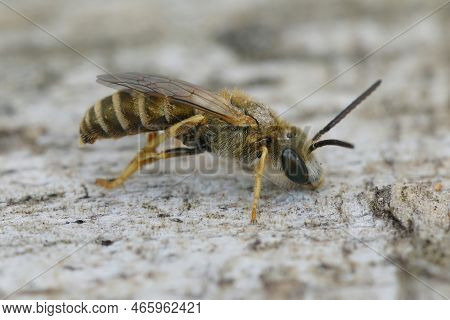 Detailed Closeup On A Male Small Golden Furrow Bee, Halictus Subauratus,