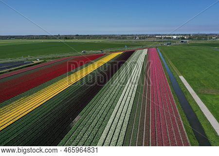 Aerial Drone Shot View Of Blooming Dutch Tulip Fields Located In Noordholland, The Netherlands. Stun