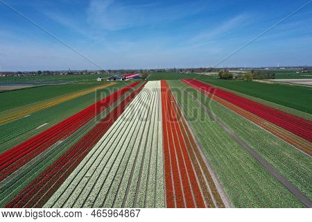 Aerial Drone Shot View Of Blooming Dutch Tulip Fields Located In Noordholland, The Netherlands. Stun
