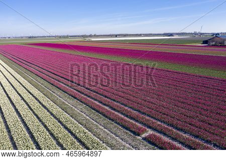 Aerial Drone Shot View Of Blooming Dutch Tulip Fields Located In Noordholland, The Netherlands. Stun