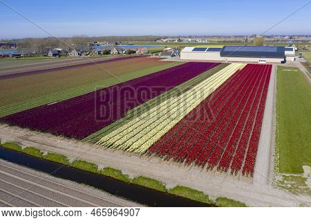 Aerial Drone Shot View Of Blooming Dutch Tulip Fields Located In Noordholland, The Netherlands. Stun